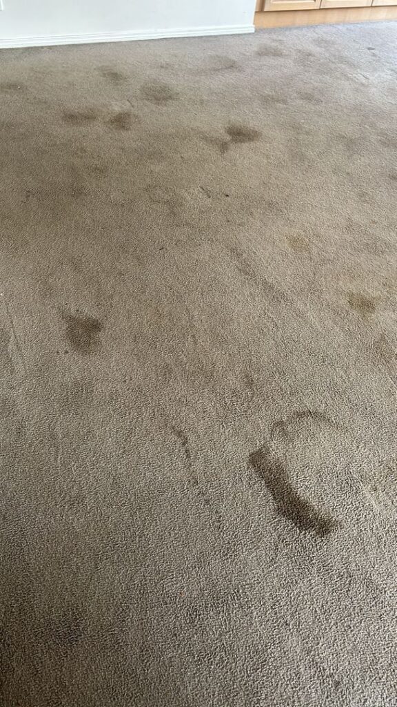 Residential Carpet with Stains Image of a stained carpet in a home environment.