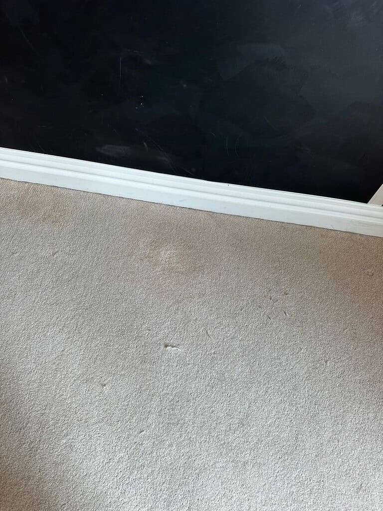 Image of a stained beige carpet next to a dark wall and white baseboard.